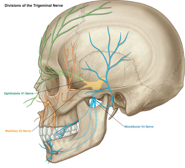 Anatomical illustration of the human skull displaying the divisions of the Trigeminal nerve, with the Ophthalmic (V1), Maxillary (V2), and Mandibular (V3) nerves color-coded and mapped throughout their respective paths.