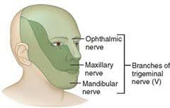 Simplified illustration of a human face showing the areas served by the branches of the trigeminal nerve, specifically highlighting the Ophthalmic, Maxillary, and Mandibular nerves.