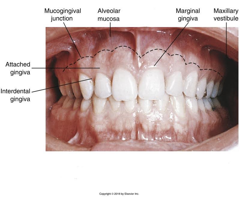 Landmarks of the Face and Oral Cavity – Oral Facial Anatomy Online