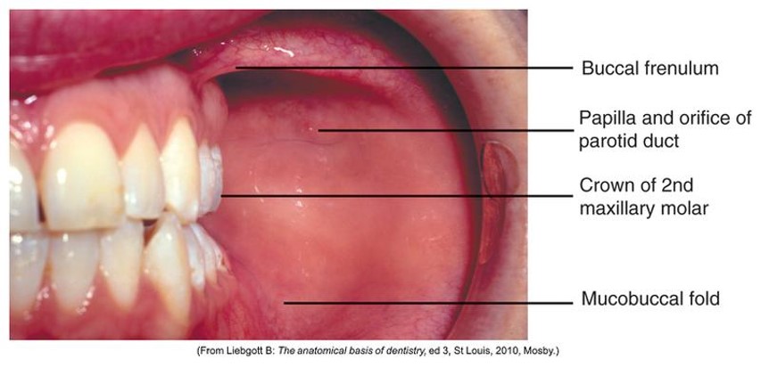 Landmarks of the Face and Oral Cavity – Oral Facial Anatomy Online