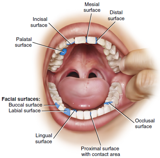 Illustration of an open mouth viewed from above, showing the upper and lower teeth with labels identifying various tooth surfaces such as mesial, distal, incisal, palatal, buccal, labial, lingual, and occlusal.