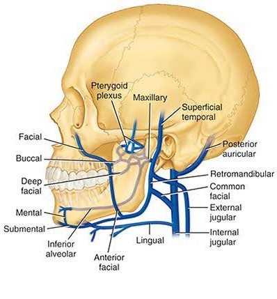 Anatomical illustration of the human skull displaying the venous drainage system of the head and neck, with major veins such as the Facial, Deep Facial, and Internal Jugular veins clearly labeled and shown in blue.