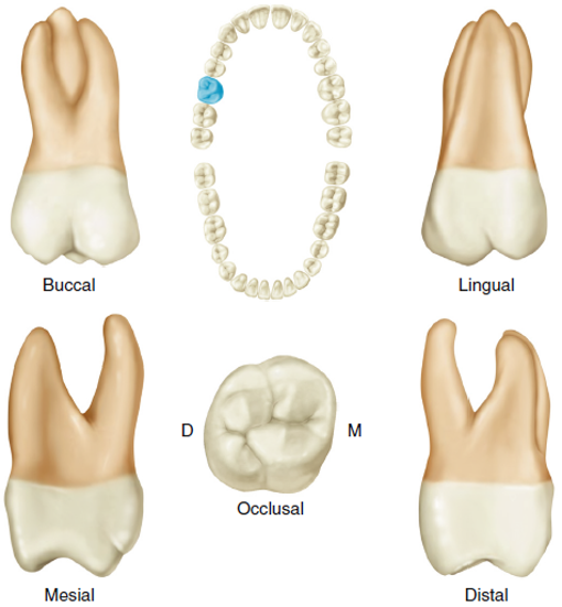 Multiple views of a permanent maxillary right first molar including buccal, lingual, mesial, distal, and occlusal. A diagram of a dental arch is shown at the center top, highlighting the position of the molar with a blue dot.