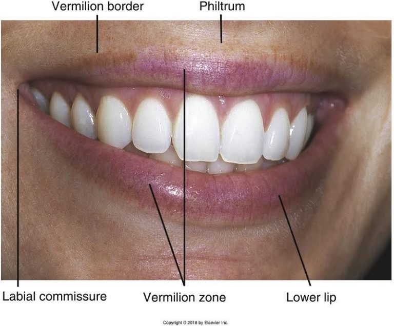 Landmarks of the Face and Oral Cavity – Oral Facial Anatomy Online