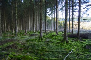 Forest by Tim Gorman CC BY-ND 2.0 https://www.flickr.com/photos/tim_gorman/7529595228