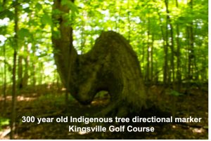 Used with permission (2024) - R. Nahdee photograph - 300 year old directional tree marker in Kingsville