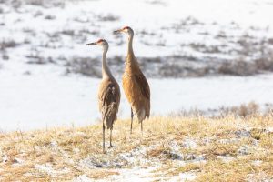 Two Sandhill Cranes