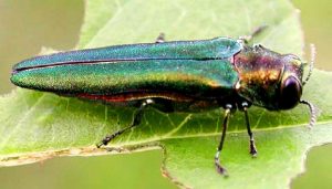 Emerald ash borer on a leaf.