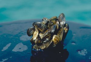 A cluster of Zebra Mussels.