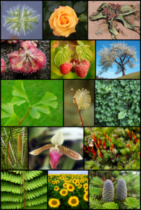 A collage of plants and fruit of various species.