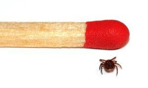 This image shows a comparison between the size of a tick male and the size of a matchstick head.