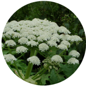 Giant Hogweed.