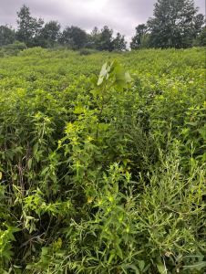 Photo of a field containing many species of flora.