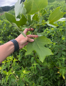 Leaves from a Tulip Tree (Liriodendron tulipfera).