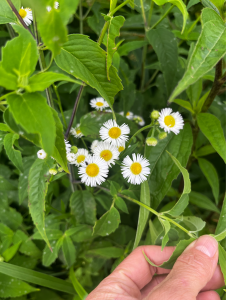 Fleabanes (Erigeron species).