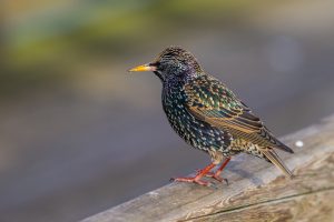 A European Starling perched on a log.