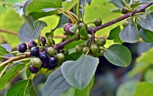 Common Buckthorn