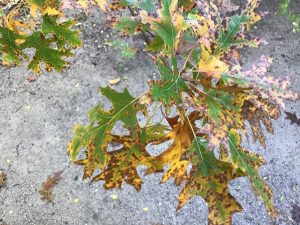 Leaves from a Shumard Oak, showing symptoms of Oak Wilt.