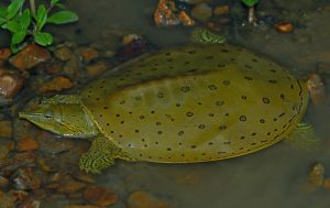 A spiny softshell turtle.