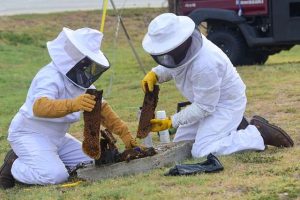 Pest control specialists removing a beehive from a utility access box.