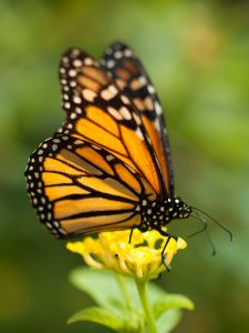 A Monarch butterfly standing on a flower.