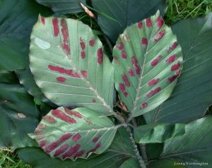 A Leaf from a Beech tree that is experiencing the symptoms of Beech Leaf Disease.