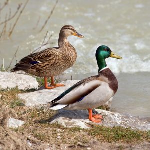 Two mallard ducks standing by a lakeside, one male one female. The male has a distinctive green head and solid white and brown coloration on its body. The female has a patterned brown and black coloration along its whole body.