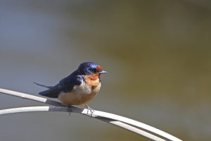 A barn swallow perched on a branch.