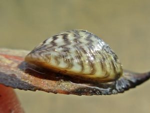 Zebra Mussel.