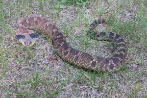 An eastern hognosed snake poised to bite.