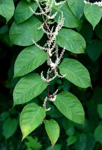 Japanese Knotweed