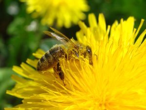 A bee pollinating a dandelion.