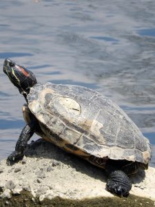 Red-eared Slider.