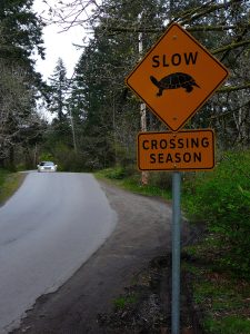 Road sign that says "slow crossing season" with a turtle image