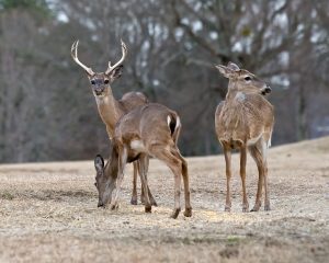 Two white-tailed deer, one male and one female. The male is identifiable by its antlers.