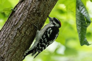 A downy woodpecker on the side of a large tree branch.