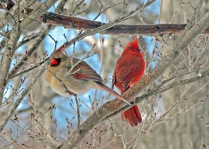 Two northern cardinals perched on a branch. One is male with distinct bright red colouration. The other is female and has brown feathers.