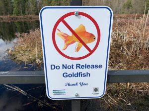 A sign published by the Upper Thames River Conservation Authority requesting that people not release goldfish into rivers.