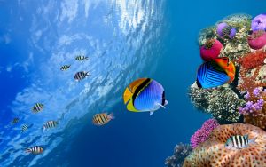 An underwater photo of many fish swimming around corals.