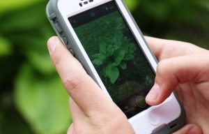 A person holding a phone taking a photo of plant life.