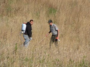 Two pest control specialists applying herbicide to a patch of an invasive plant species.