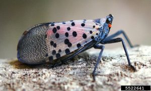 An adult lanternfly with closed wings.