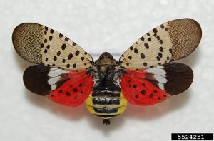 An adult lanternfly with open wings photographed from above to highlight its colorful wings and abdomen.