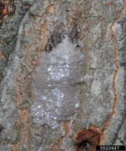 A freshly laid mass of lanternfly eggs. Stuck to the side of a tree and covered in a grey waxy coating that camouflages and protects them.