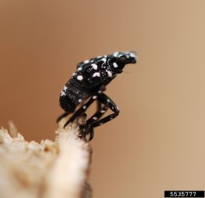 A young lanternfly nymph. It has a pattern of white spots along its back and legs.