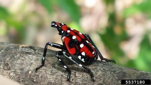 A mature lanternfly nymph. Alongside the white spot pattern on its back and legs it now has a red coloration on its back and head.