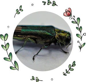 Photo of an emerald ash-borer surrounded by drawings of flowers