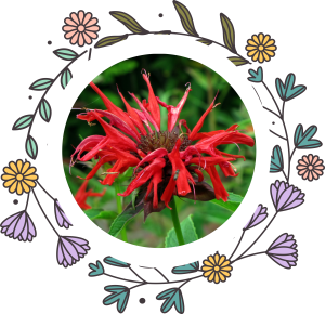 A photo of the crimson bee balm flower. The photo is surrounded with decorative drawings of flowers.