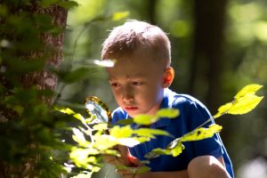 Boy inspecting leaves