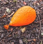 Photo of a deflated balloon.